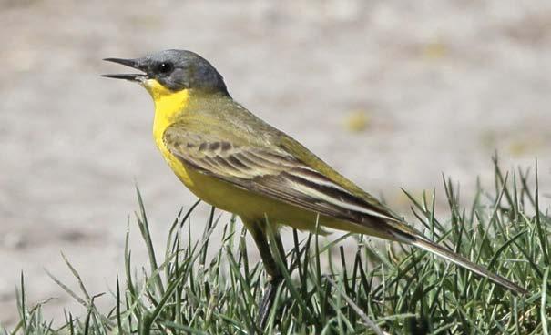 Fo. 1. Samiec pliszki tundrowej M. f. thunbergi, 29.04.2012, Podsłoda, gm. Lelów, woj. śląskie (fot. G. Kaczorowski) Photo 1. Grey-headed Wagtail male in Podsłoda, Silesian Voivodeship, April 2012 (m.