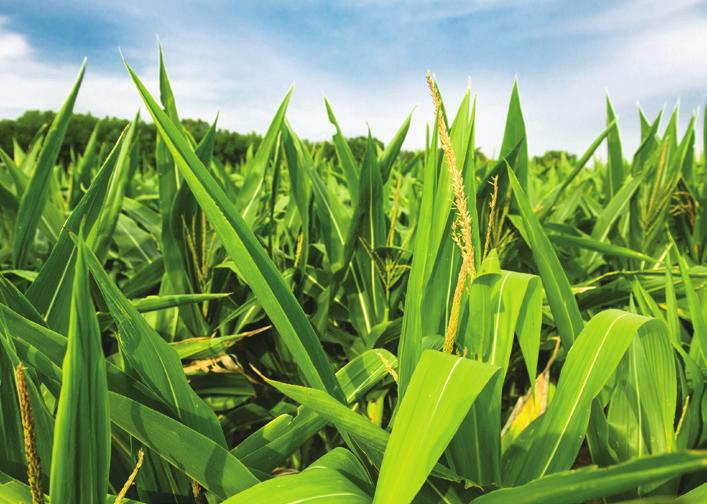 yskowo Malbork Kwidzyn asin Wojciechy Garbno Pi³a Krotoszyn Jab³onowo Pomorskie Che³mno Kowal Agro-Sieæ Sp. z o.o. ul.