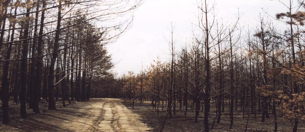 POŻARY - 1992 r.