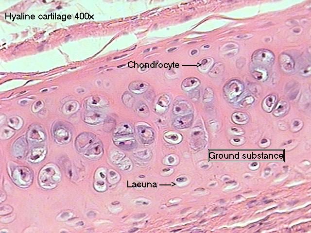 Tkanka chrzęstna szklista Chrząstka budowana jest przez chondroblasty (komórki chrząstkotwórcze) syntetyzujące kolagen i inne substancje składowe (protoglikany).