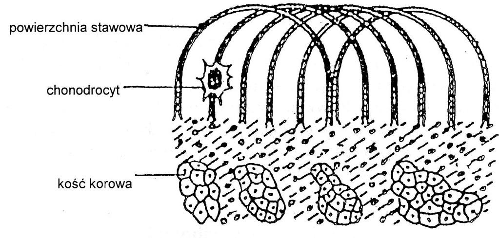 Arkadowa budowa