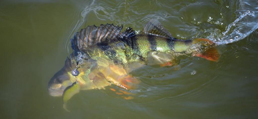 FISHMAKER II Wędziska SLIM DESIGN Druga generacja wklejanek FISHMAKER to wędki produkowane na w pełni zautomatyzowanej linii produkcyjnej, pozwalającej w jednym, spójnym procesie wytwarzania układać