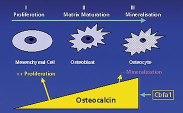 Różnicowanie osteoblastów Wywodzą się z pluripotentnej komórki mezenchymatycznej, a różnicowanie podlega kontroli przez czynniki wzrostu i czynniki transkrypcyjne.