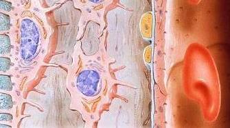 Komórki tkanki kostnej Osteocyty Zlokalizowane w