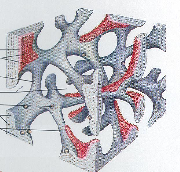 Gąbczasta Osteon (System