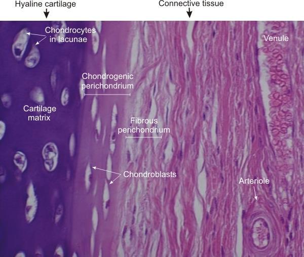 Tkanka chrzęstna Komórki chrząstki Chondrocyty pojedynczo lub w grupach w jamkach Chondroblasty i komórki chondrogenne ochrzęstna Ochrzęstna tkanka łączna właściwa włóknista ( fibroblasty, włókna,