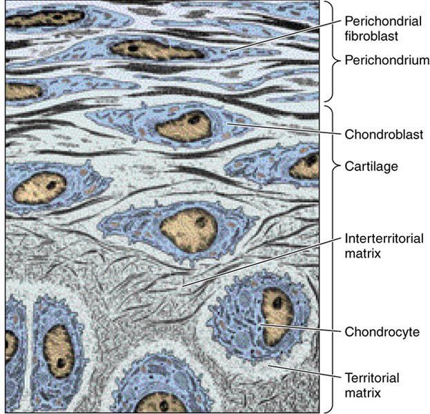 Chrząstka szklista Komórki Substancja międzykomórkowa chondroblasty chondrocyty Kolagen typ II agregaty proteoglikanów bogate w GAG