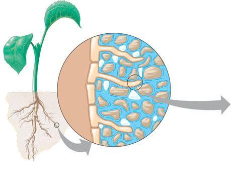 Przyswajalność składników pokarmowych Tekstura gleby decyduje o użyteczności wody i składników w niej rozpuszczonych Mikropory zawierają wodę trudno lub wcale niedostępną dla roślin Woda z dużych