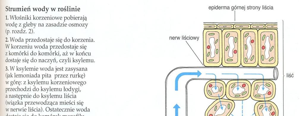 Droga wody i składników mineralnych w korzeniu Transport w korzeniu odbywa się
