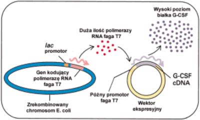 2. System transkrypcji faga T7 jest używany do ekspresji sklonowanych genów w bakteriach (UWAGA!