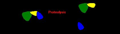 Fragment Klenowa DNA polimerazy I polimeraza I