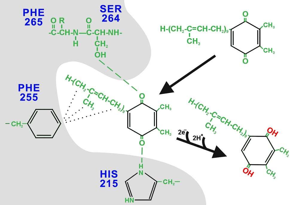 mechanizm działania herbicydów schematic figure of the plastoquinone/herbicide binding pocket of the D1 protein A.