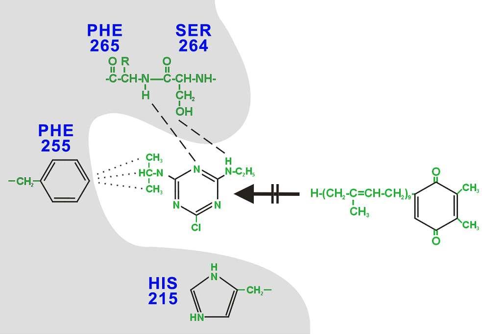 mechanizm działania herbicydów schematic figure of the plastoquinone/herbicide binding pocket