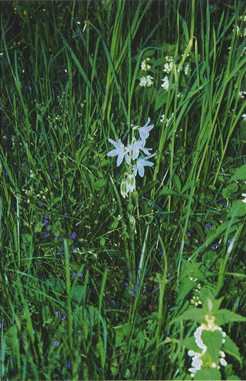 Ryc. Ornithogalum nutans (Śniedek zwisły) na wale grodziska w Gieczu (5.05.