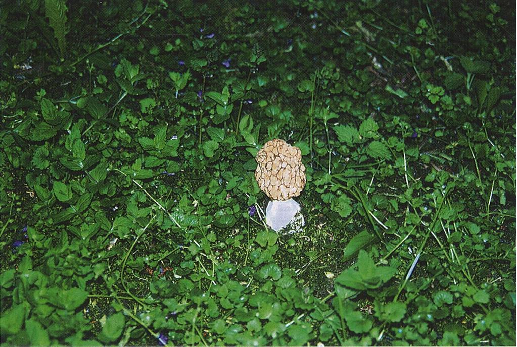 Celka, Zróżnicowanie flory naczyniowej grodziska w Gieczu) Ryc.