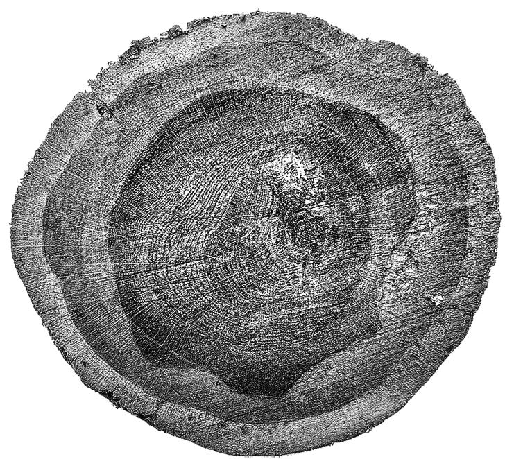 MUZEUM ARCHEOLOGICZNE W BISKUPINIE Biskupińskie Prace Archeologiczne Nr 7 STAN I
