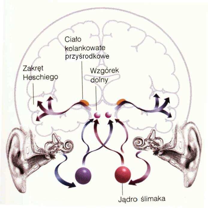PRZEBIEG PROCESU SŁYSZENIA Dźwięk fala słuchowa ruch cząsteczek powietrza Małżowina Przewód słuchowy Błona bębenkowa Kosteczki słuchowe Komórki słuchowe Nerw słuchowy