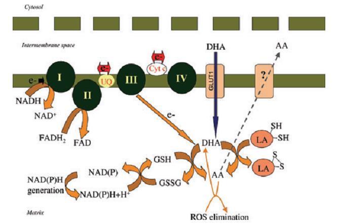 Witamina C w mitochondriach - DHA (utleniona forma witaminy C, kwas dehydroaskorbinowy) jest transportowany do mitochondriów poprzez GLUT-1.
