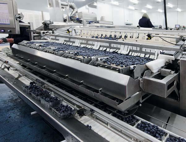 W pozostałych stanach produkcja często prowadzona jest na znacznie mniejszej powierzchni, a zbiór, zwłaszcza w rejonach zurbanizowanych, jest prowadzony przez samych konsumentów w ramach tzw.