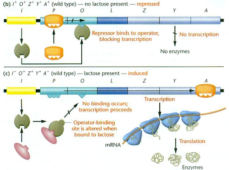 Przykład operon lac W. S Klug, M.