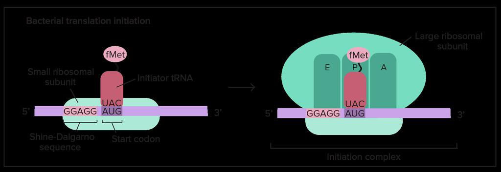 Inicjacja translacji Mała podjednostka rybosomu wiąże się z mrna,
