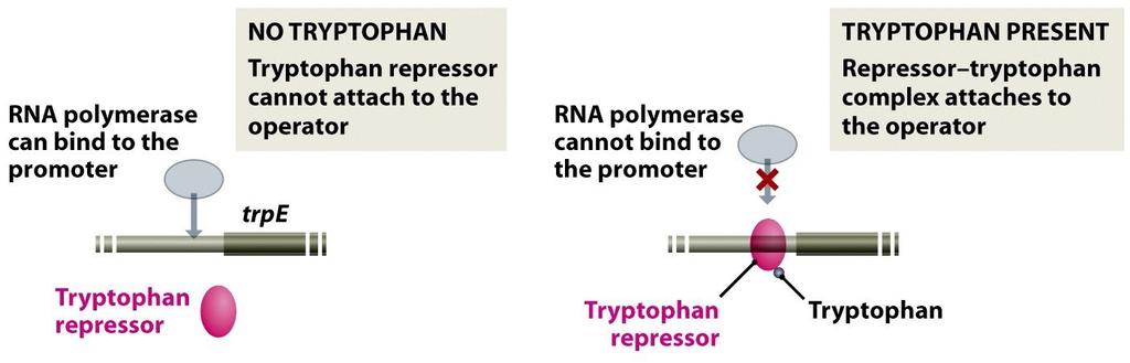 Represor operonu Trp Regulacja negatywna
