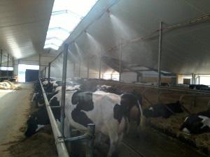 Zraszacze niskociśnieniowe Zraszacze w odstępie co 3-6 m (1 zraszacz na 5 krów) lokalizowane nad korytarzem gnojowo-karmowym, poczekalnią,