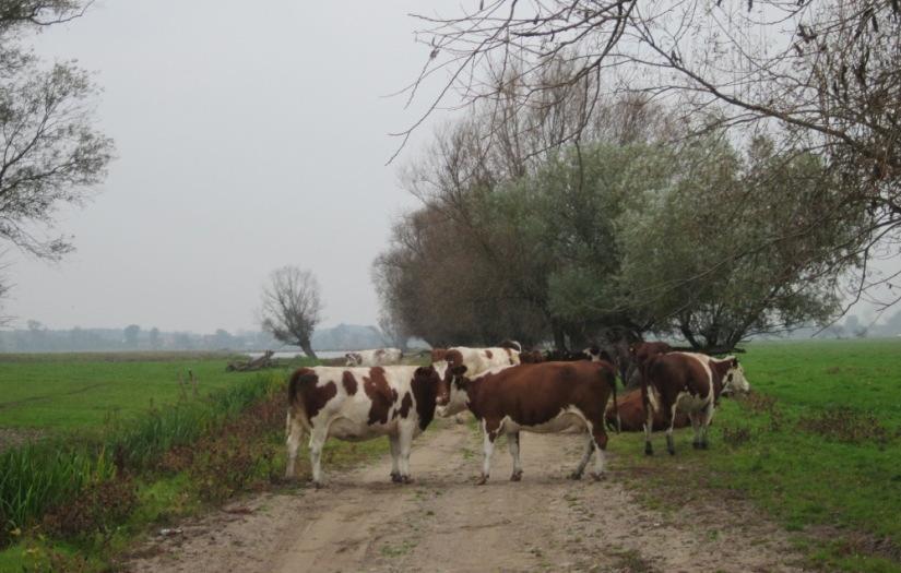 prędkość ruchu powietrza,