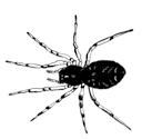 Przegląd Przyrodniczy XXV, 1 (2014): 42-63 Robert Rozwałka, Katarzyna Renn, Paweł Sienkiewicz Pająki Araneae i kosarze Opiliones Lednickiego Parku Krajobrazowego (I) Spiders Araneae and harvestmen