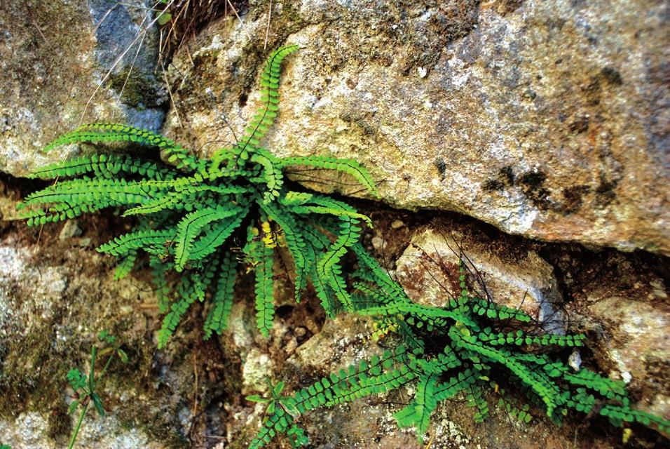 Chrońmy Przyr. Ojcz. rocznik 72, zeszyt 1, 2016 Ryc. 2. Zanokcica skalna Asplenium trichomanes (11.08.2015 r., fot. T. Wójcik) Fig. 2. Maidenhair spleenwort Asplenium trichomanes (11 August, 2015; photo by T.