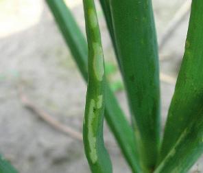 Brunatna poczwarka ma 6-8 mm długości i jest otoczona kokonem z delikatnej siateczki. Biologia.