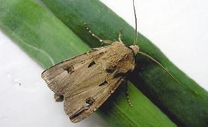 na terenie całego kraju. Gąsienica jest ciemnozielona, matowa, z rudawą linią od strony grzbietowej, długości do 5 cm. Występuje na kukurydzy, burakach, tytoniu, grochu, marchwi, kapuście.