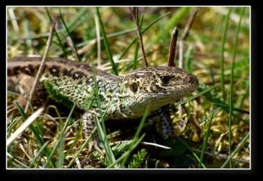 Gady występujące na terenie GWPK Gniewosz plamisty (Coronella austriaca) Foto P.T.