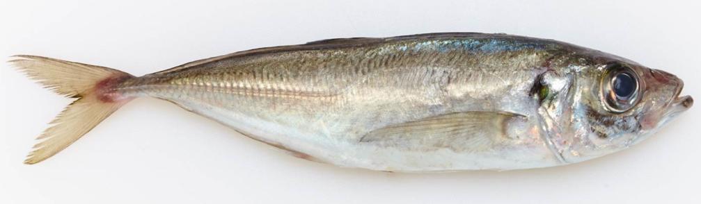 Zawartość DHA i rtęci w wybranych rybach Ryba DHA [g/100 g] Masa ryby [g] = 1 g DHA Rtęć [µg/100 g] Rtęć [µg] na 1 g DHA Karp 0,110 909 3,73 33,9 Dorsz 0,154 649 4,72 5,2