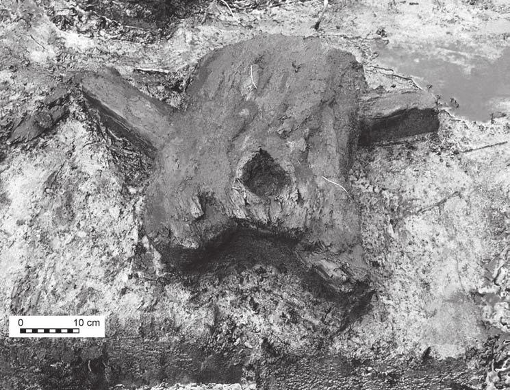 SANKTUARIUM SZAMAŃSKIE Z OKRESU MEZOLITU W BOLKOWIE 107 Ryc. 8. Bolków, stan. 1, sanktuarium. Skład ofiarny d in situ. Fig. 8. Bolków, site 1, sanctuary. Offering deposit d in situ. Fot. T.