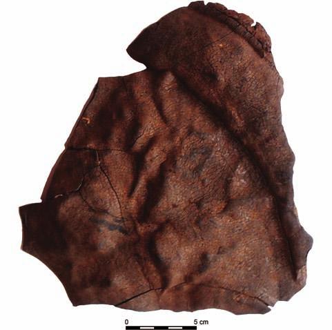 112 Ryc. 12. Bolków, stan. 1, sanktuarium. Fragment maski obrzędowej z kory brzozowej. Fot. T. Galiński Fig. 12. Bolków, site 1, sanctuary. Fragment of a ritual mask made of birch bark. Photo T.
