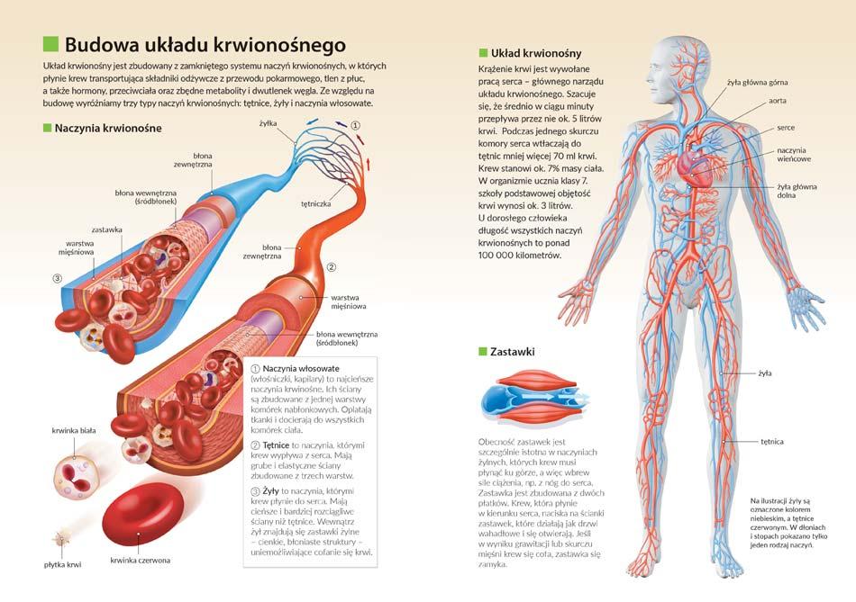 Zawiera atrakcyjną szatę graficzną BIOLOGIA Wysokiej jakości zdjęcia, znakomicie skorelowane z treścią wykładu, działają na wyobraźnię i pomagają w zapamiętywaniu.