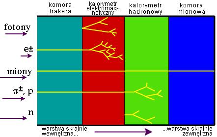 Gdzie poszczególne cząstki są rejestrowane brak neutrin na rysunku (o