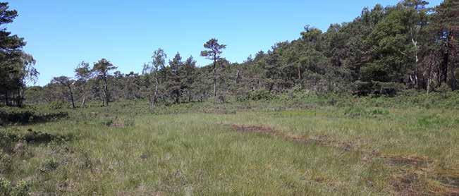 Widowo rezerwat utworzony w 1999 r. Powierzchnia 97,10 ha. Rezerwat chroni wydmy porośnięte przez bór nadmorski oraz las brzozowo-dębowy. Na szczególną uwagę zasługują okazałe buki i dęby.