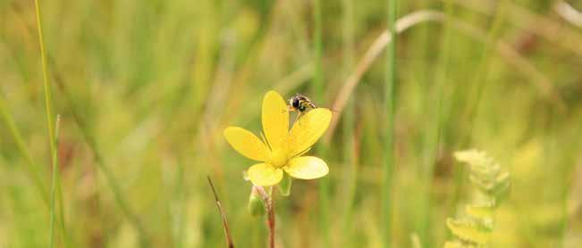 Kwitnąca skalnica torfowiskowa Saxifraga hirculus w rezerwacie Bagno Stawek. Rzadki na Pomorzu gatunek objęty ścisłą ochroną, charakterystyczny dla torfowisk alkalicznych. Fot. M.