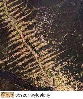 1. Zadania 141 Zadanie 244. Na fotografii pokazano obszar lasu równikowego podczas budowy Autostrady Transamazońskiej, a na zdjęciu satelitarnym obszar lasu równikowego kilka lat po jej wybudowaniu.
