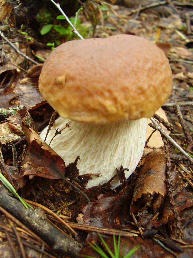 Najlepsze grzyby jadalne jak wiele gatunków borowika, to doskonałe grzyby mikoryzowe.