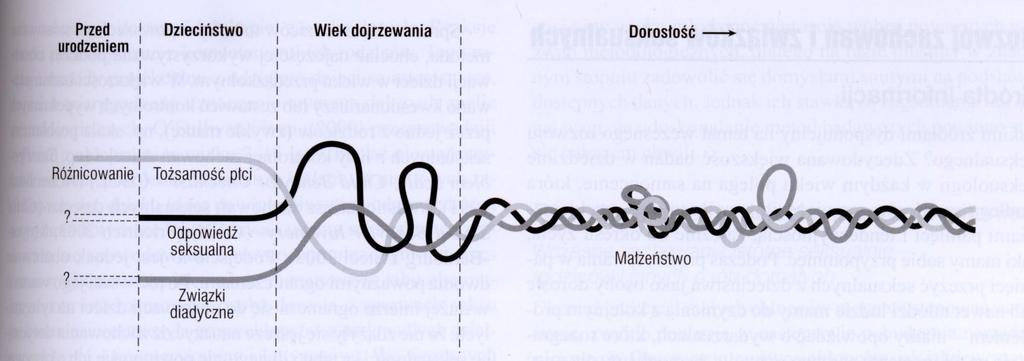 Miejsce orientacji seksualnej w seksualności człowieka model rozwoju wg Bancrofta, 2011 WĄTKI ROZWOJU SEKSUALNEGO CZŁOWIEKA 1. Różnicowanie seksualne i rozwój tożsamości płci. 2. Reaktywność seksualna.