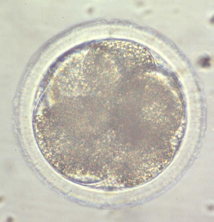 Embryon stade 6 blastomères 2515 2ème doc