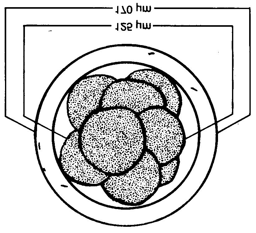 Embryon : stade huit blastomères J 3