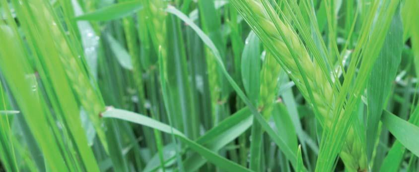 KWS DANTE Jęczmień jary ogólnoużytkowy Typ użytkowy: ogólnoużytkowy Plon ziarna poziom [100% = 72,7 dt/ha] 101 wysoki Plon ziarna poziom a 2 [100% = 82,6 dt/ha] 101 wysoki Mas000 ziaren [g] 47,9 mała