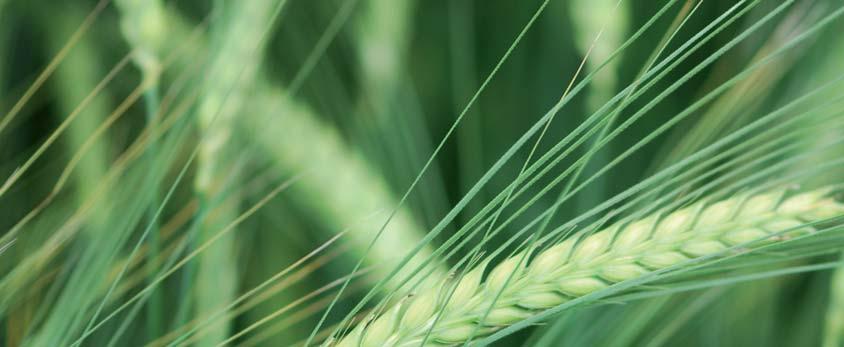 KWS ORPHELIA Jęczmień jary ogólnoużytkowy Typ użytkowy: ogólnoużytkowy Plon ziarna poziom [100% = 72,7 dt/ha] 102 bardzo wysoki Plon ziarna poziom a 2 [100% = 82,6 dt/ha] 101 wysoki Mas000 ziaren [g]