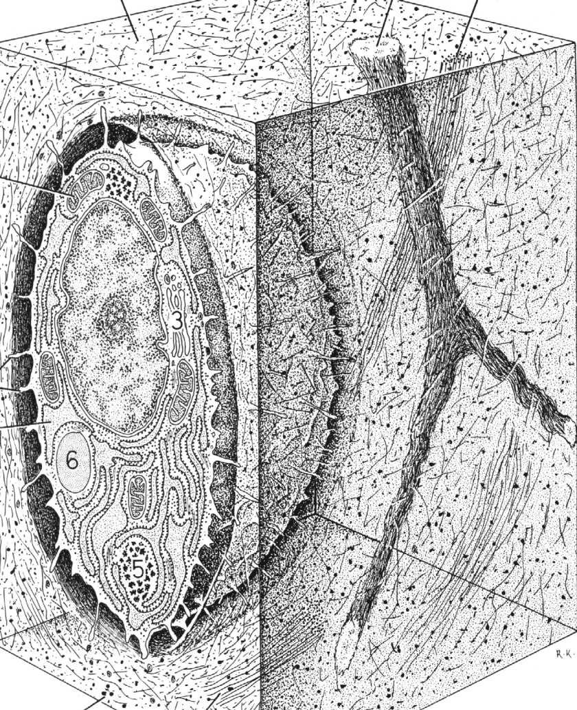 Chondrocyty: komórki dojrzałej chrząstki, produkują niewielkie ilości składników substancji