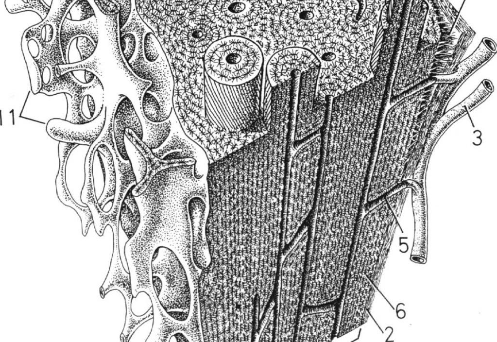 Beleczki tworzą sieć, w oczkach której znajduje się szpik kostny z naczyniami W kości zbitej, kostne