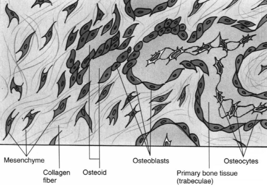 naczyniowe osteoblasty osteocyty mineralizacja, pierwotne beleczki 1.